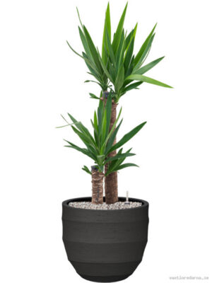 Yucca elephantipes in Bordo