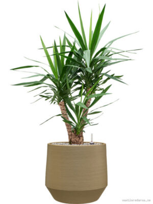 Yucca elephantipes in Chakka - Vaxtinredarna.se