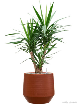 Yucca elephantipes in Chakka - Vaxtinredarna.se