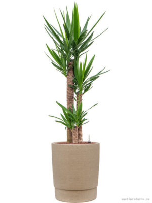 Yucca elephantipes in Chao - Vaxtinredarna.se