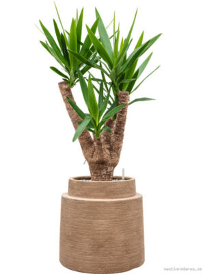 Yucca elephantipes in Colorado - Vaxtinredarna.se