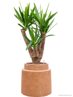 Yucca elephantipes in Colorado - Vaxtinredarna.se
