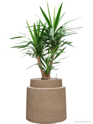 Yucca elephantipes in Colorado - Vaxtinredarna.se