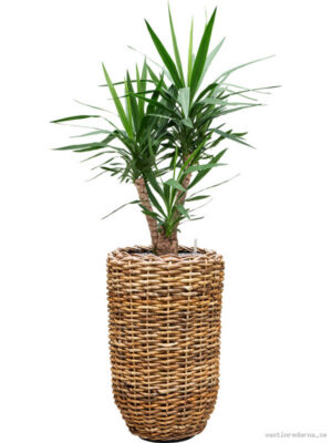 Yucca elephantipes in Drypot Abaca - Vaxtinredarna.se