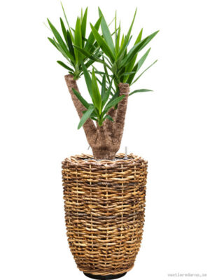 Yucca elephantipes in Drypot Abaca - Vaxtinredarna.se