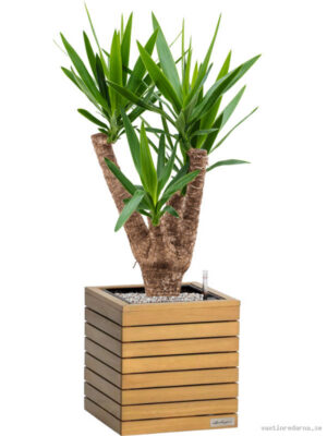 Yucca elephantipes in Lechuza Palo Natural Wood 35 - Vaxtinredarna.se