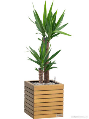 Yucca elephantipes in Lechuza Palo Natural Wood 35