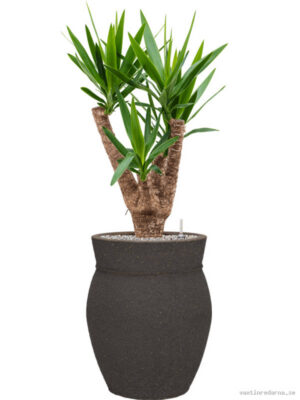 Yucca elephantipes in Mediterranean - Vaxtinredarna.se
