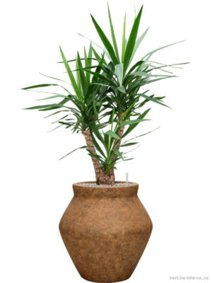 Yucca elephantipes in Mineral - Vaxtinredarna.se