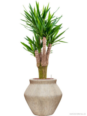 Yucca elephantipes in Mineral - Vaxtinredarna.se