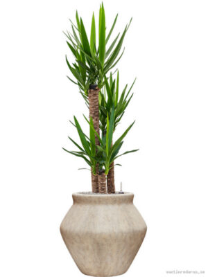 Yucca elephantipes in Mineral
