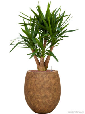 Yucca elephantipes in Mineral - Vaxtinredarna.se