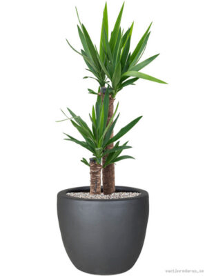 Yucca elephantipes in Plain