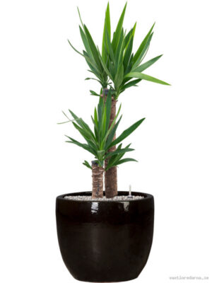 Yucca elephantipes in Plain
