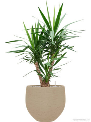Yucca elephantipes in Rough - Vaxtinredarna.se