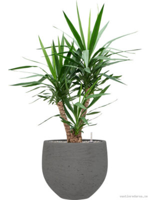 Yucca elephantipes in Rough - Vaxtinredarna.se