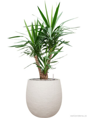 Yucca elephantipes in Terreno - Vaxtinredarna.se
