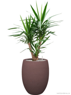 Yucca elephantipes in Terreno - Vaxtinredarna.se