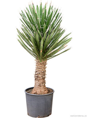 Yucca filifera - Vaxtinredarna.se