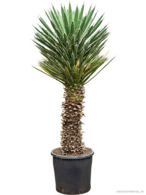 Yucca filifera