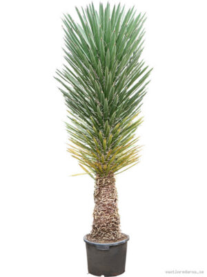 Yucca filifera - Vaxtinredarna.se