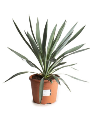 Yucca gloriosa - Vaxtinredarna.se
