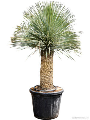 Yucca rostrata (170-200) - Vaxtinredarna.se