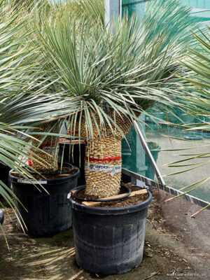 Yucca rostrata - Vaxtinredarna.se