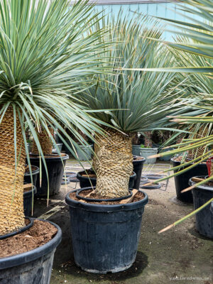 Yucca rostrata - Vaxtinredarna.se