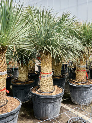 Yucca rostrata