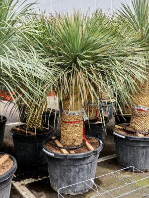 Yucca rostrata - Vaxtinredarna.se