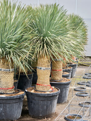 Yucca rostrata - Vaxtinredarna.se