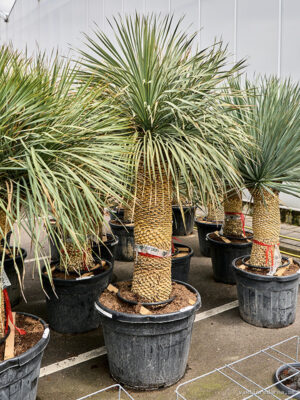 Yucca rostrata