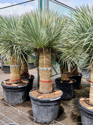 Yucca rostrata - Vaxtinredarna.se