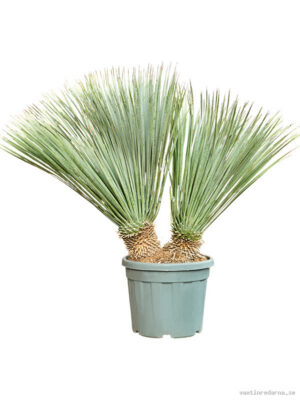 Yucca rostrata - Vaxtinredarna.se