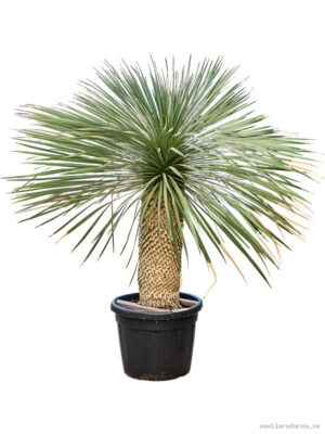 Yucca rostrata - Vaxtinredarna.se