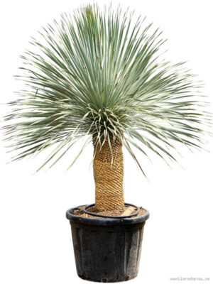 Yucca rostrata - Vaxtinredarna.se