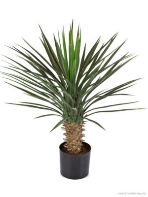 Yucca Rostrata - Vaxtinredarna.se