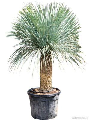 Yucca rostrata (H75) - Vaxtinredarna.se
