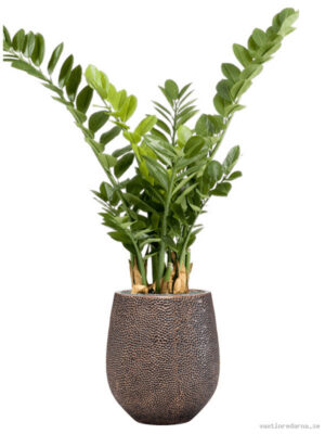 Zamioculcas in Baq Opus Hit