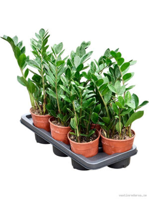 Zamioculcas zamiifolia 7/tray - Vaxtinredarna.se