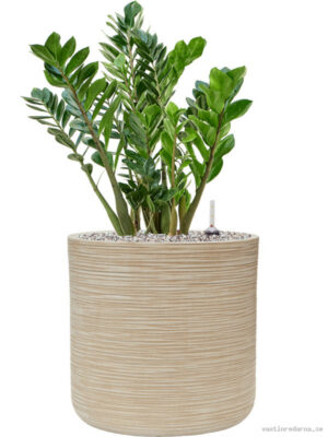 Zamioculcas zamiifolia in Baq Dune - Vaxtinredarna.se