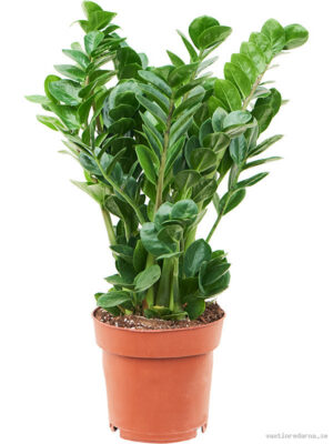 Zamioculcas zamiifolia 'Midori' - Vaxtinredarna.se