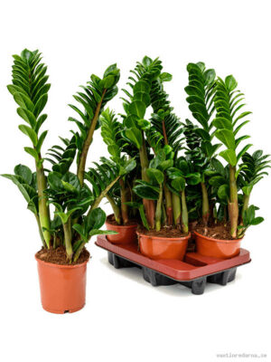 Zamioculcas zamiifolia 'Zenzi' 4/tray - Vaxtinredarna.se