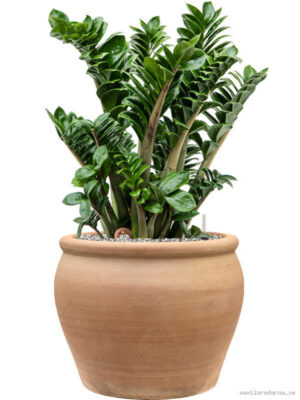 Zamioculcas zamiifolia 'Zenzi' in Terra Antica - Vaxtinredarna.se