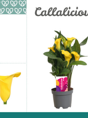Zantedeschia