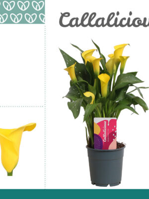 Zantedeschia