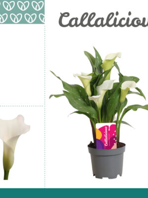 Zantedeschia