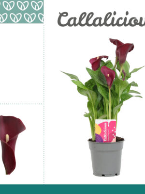 Zantedeschia