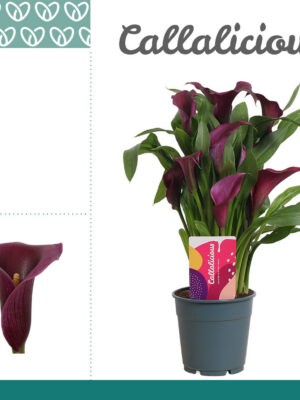 Zantedeschia